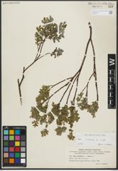 Foto von Salix repens subsp. repens L.